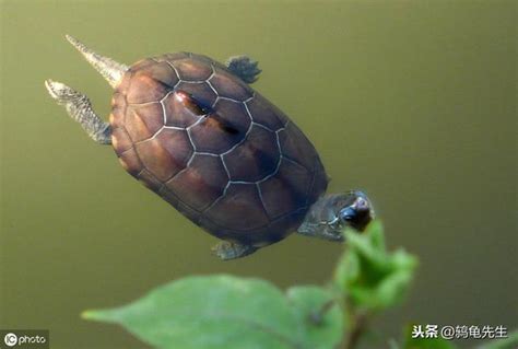 深水養龜|真的不能深水養龜嗎？其實這是對烏龜淹死有誤解，深水養龜好處。